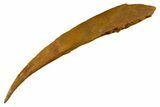Fossil Shark (Hybodus) Dorsal Spine - Kem Kem Beds, Morocco #329279-1